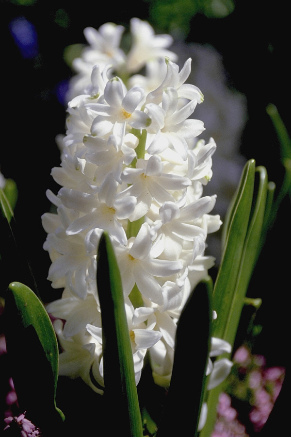 Event Flower Picture